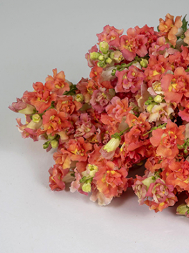 SNAPDRAGON Butterfly Bronze